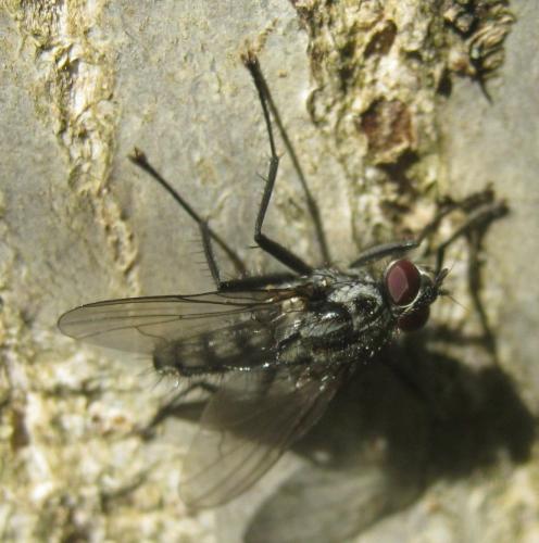 Eustalomyia histrio